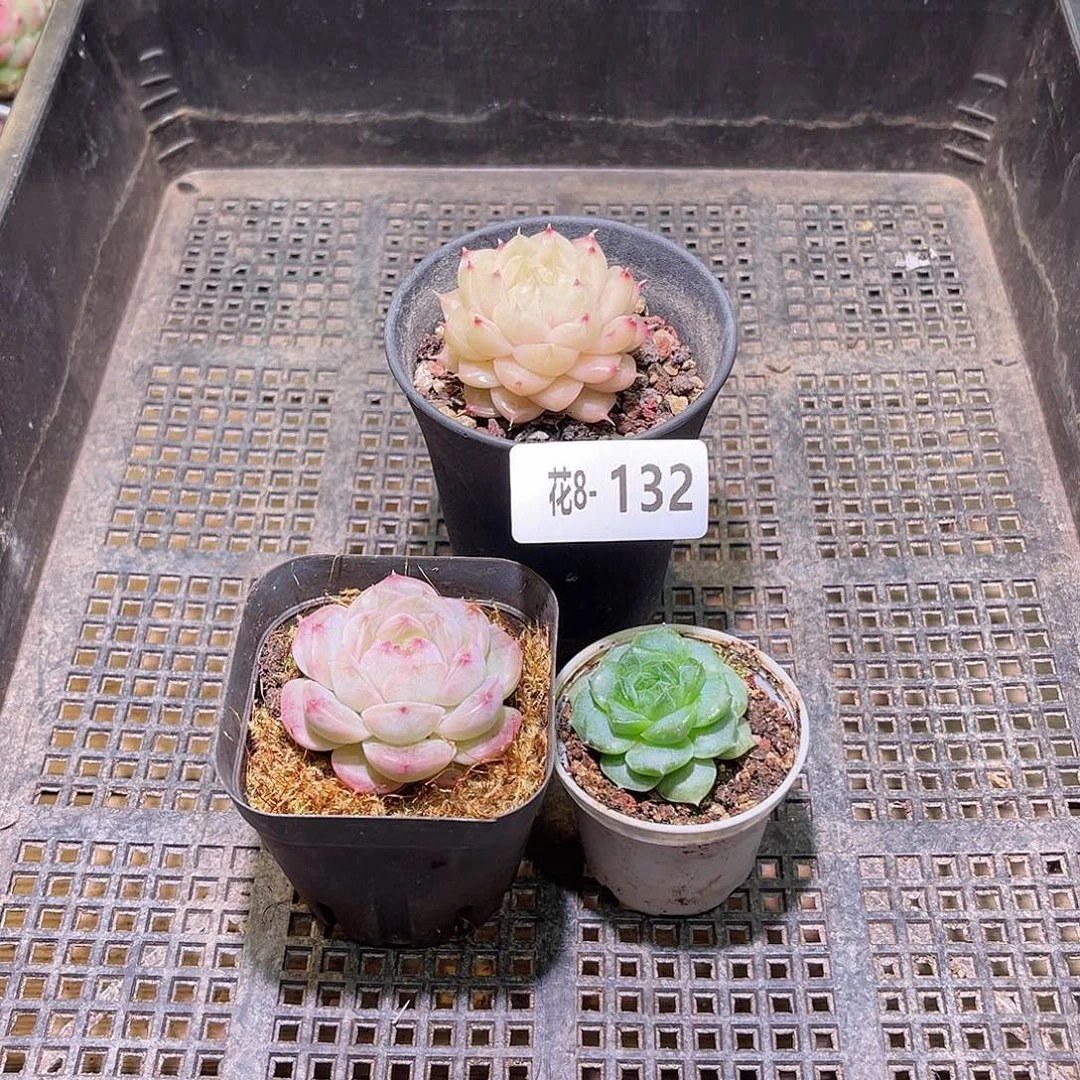 花利美8-132框拍3颗