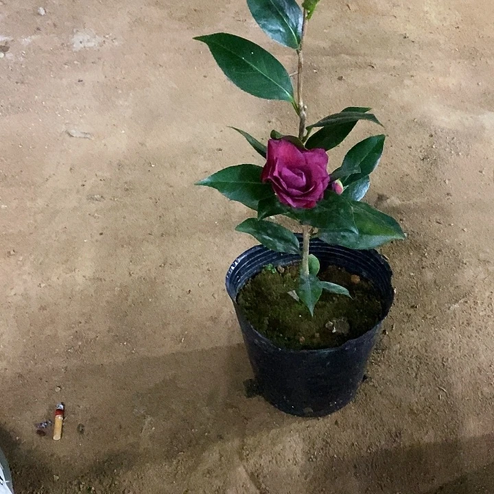 深紫色的梦。