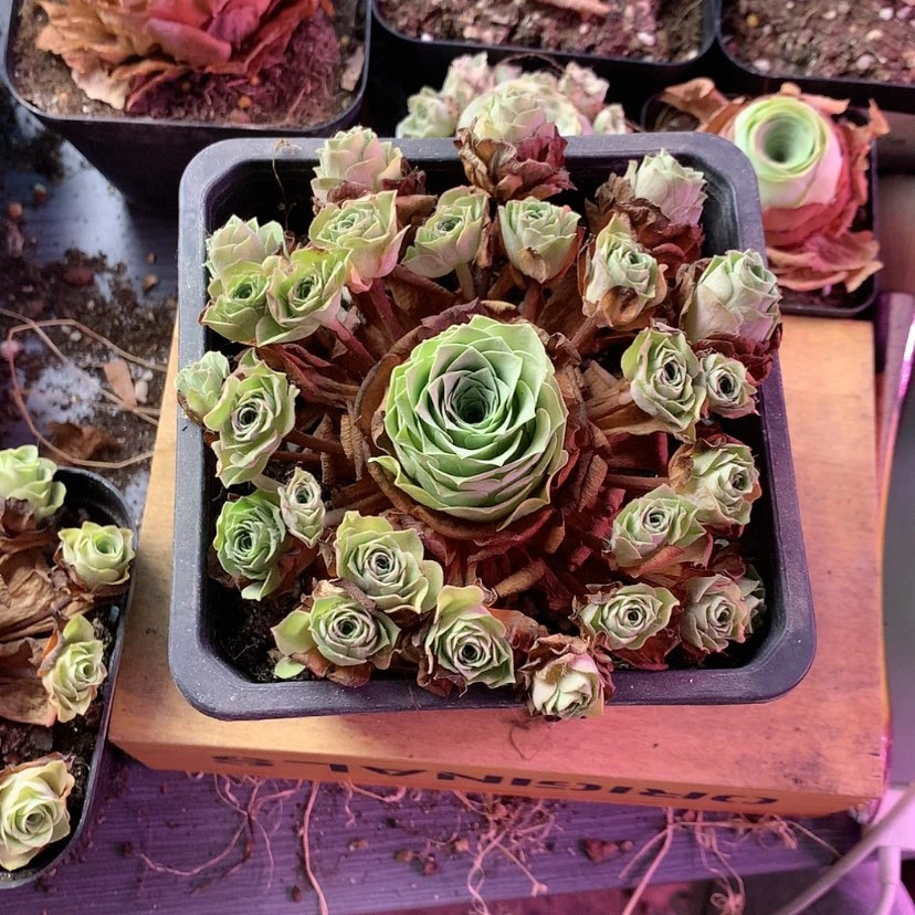 【闪购商品】是**呀梓鸢628