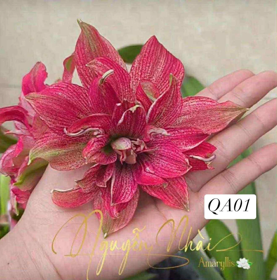 S孤挺花园 123后代盲盒（DT育种人）（赠QA育种人的盲球小侧球）裸球