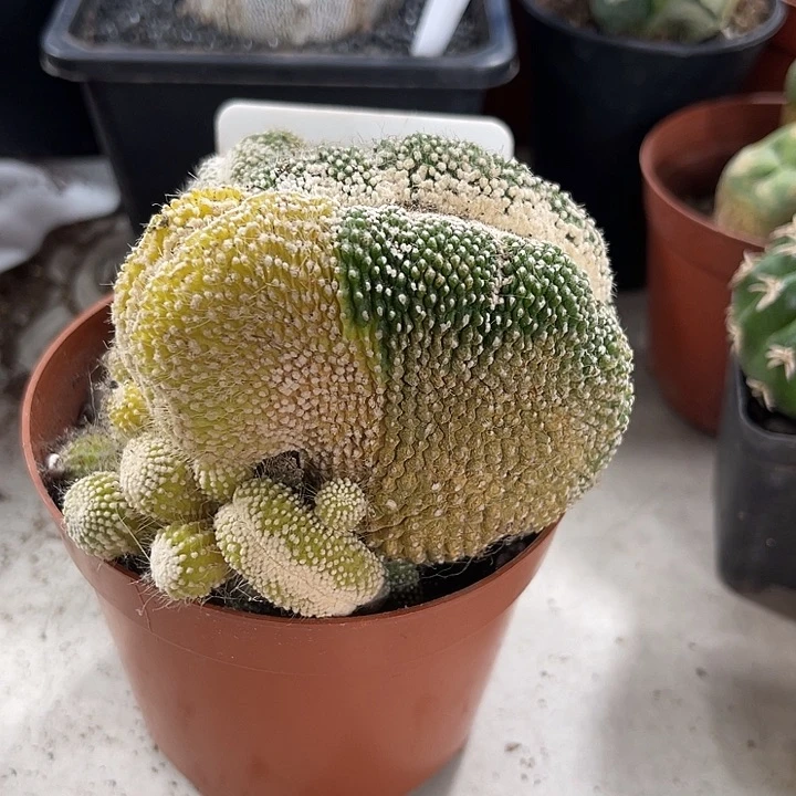 仙人球开花仙人球