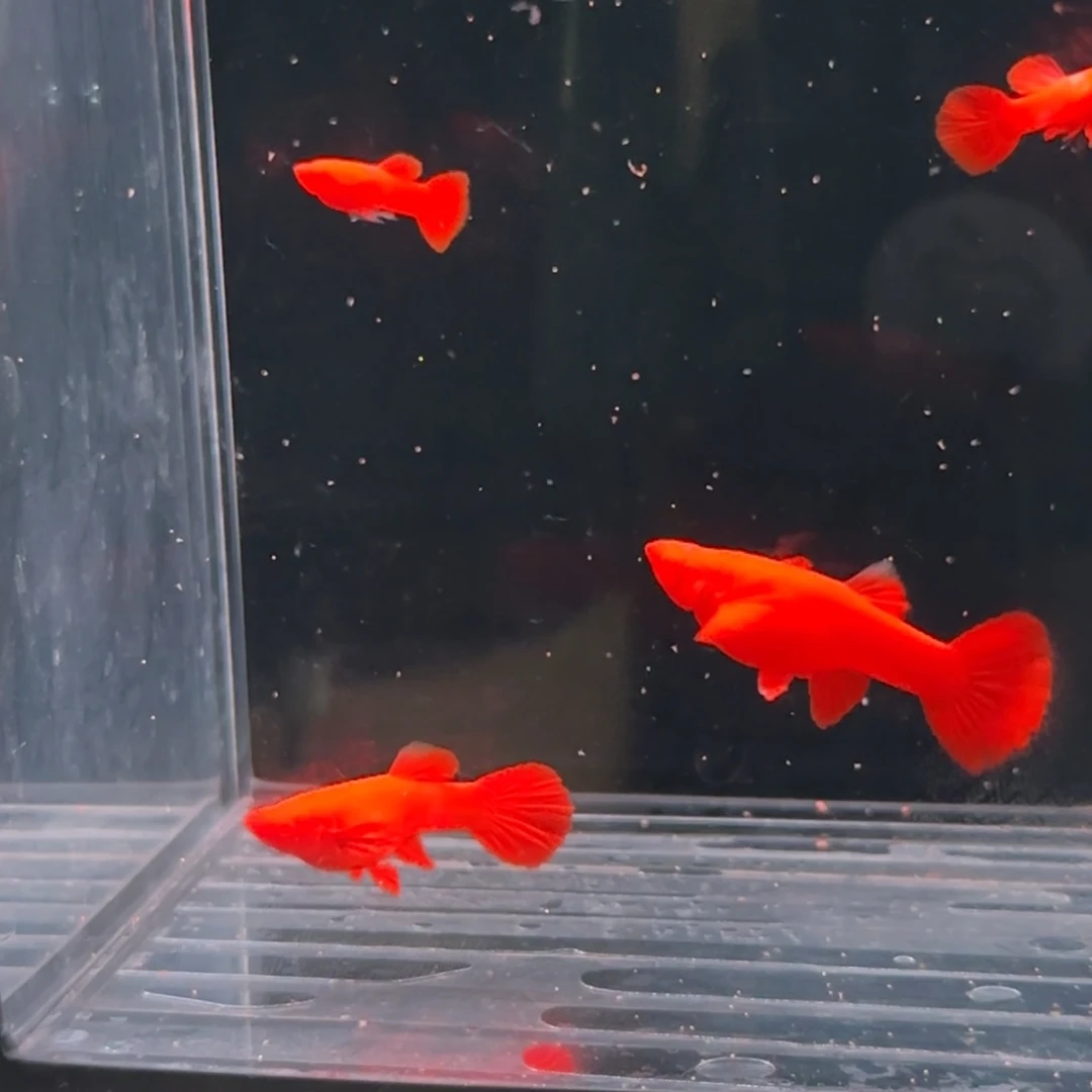 孔雀鱼分水火麒麟2对