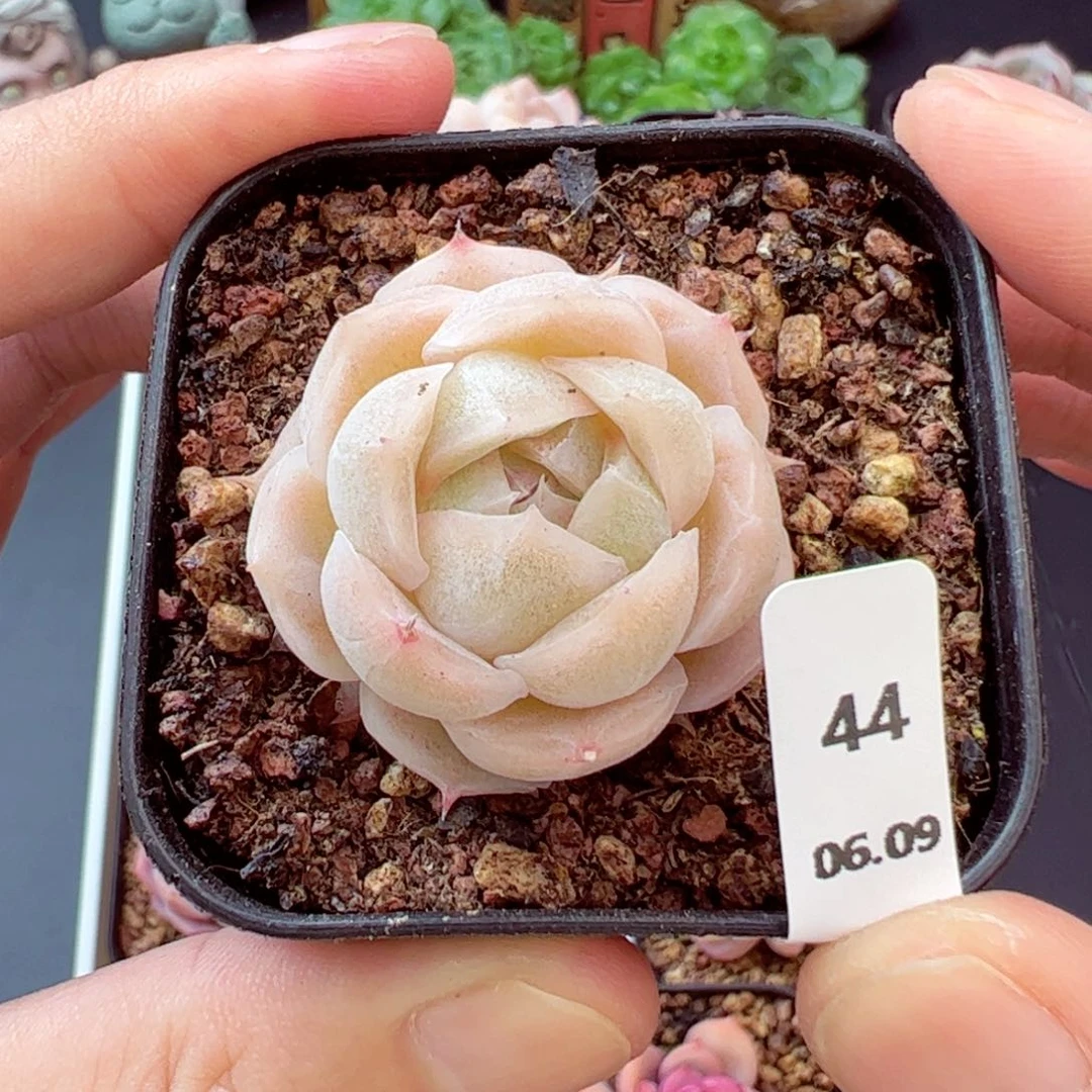 珍妮44、哈哈哈哈