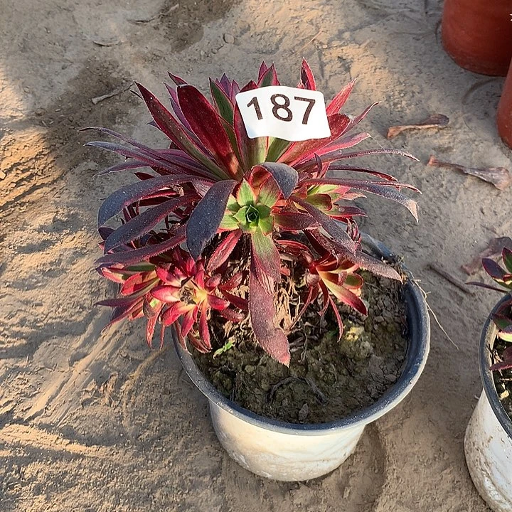 无花朵187孔雀中