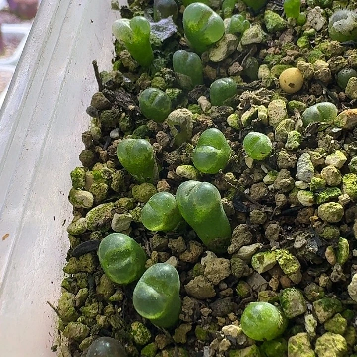 78号cr1132侧影风铃一年20+