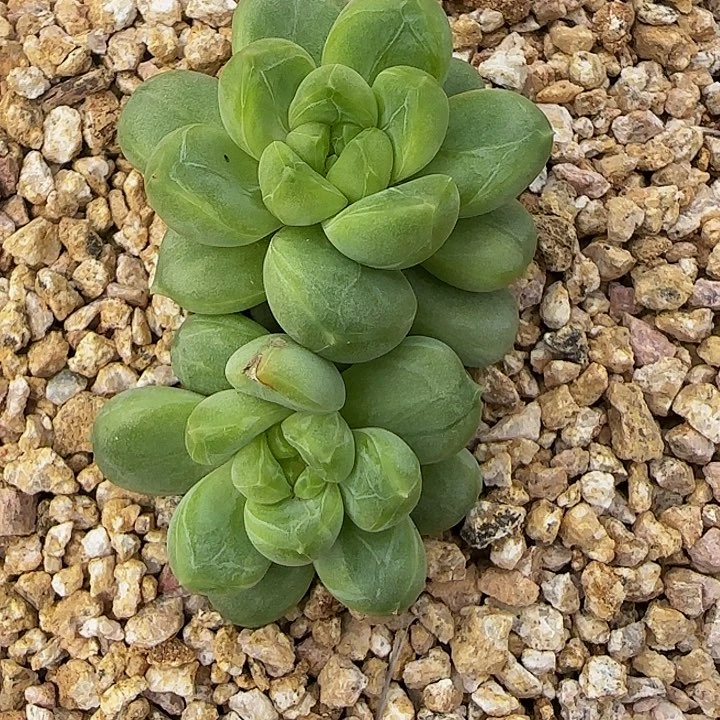 青梨086多肉植物，