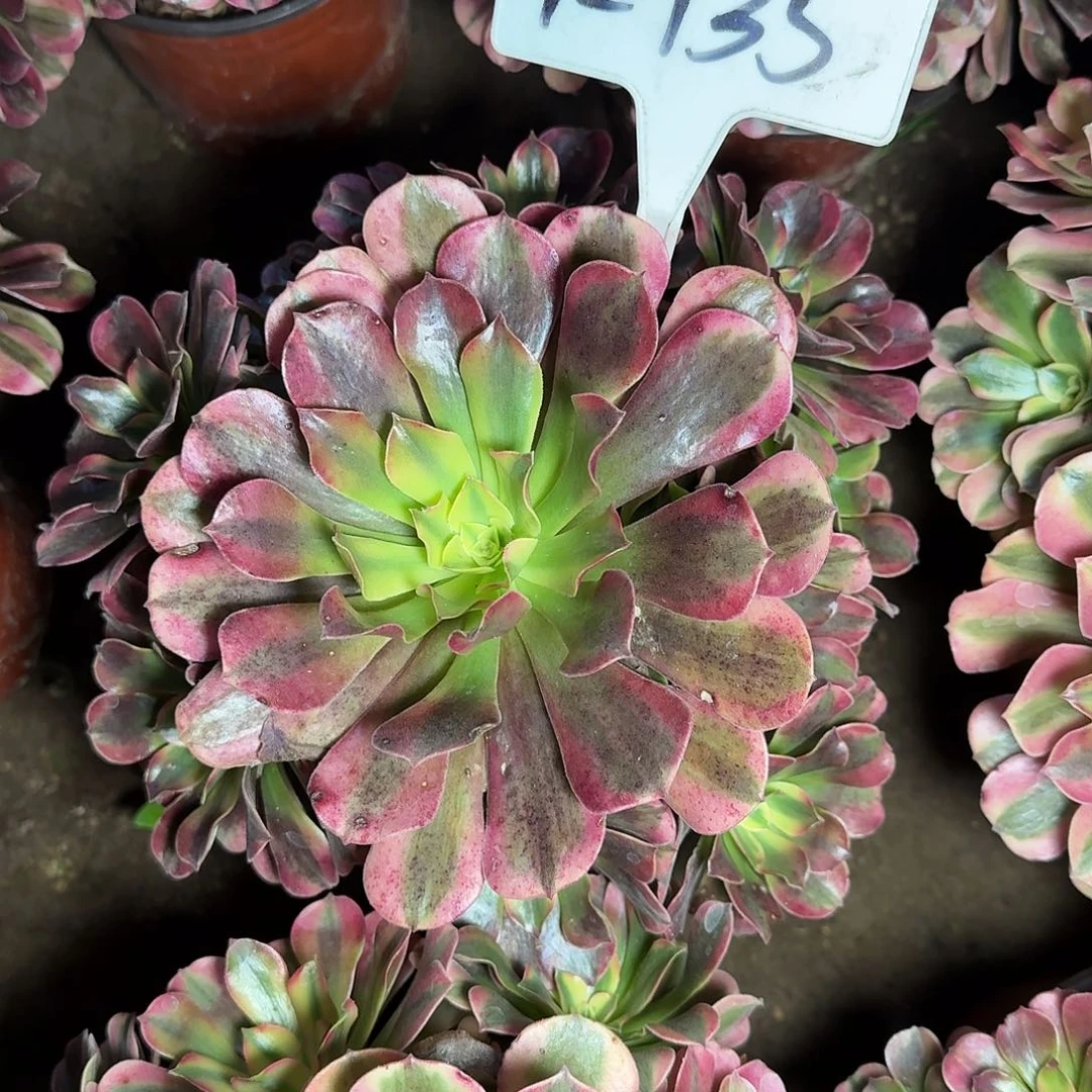 4-135桃夭多肉法师多肉