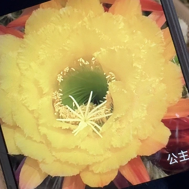 公主侧芽5公分左右毛花柱（20包邮）
