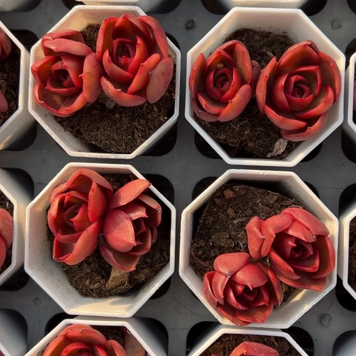 红灯双头一颗量拍多肉满20包邮初7发