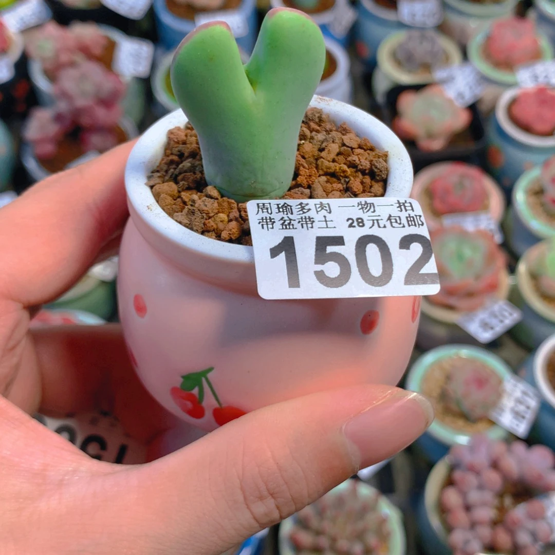 5厘米盆精控多肉1502