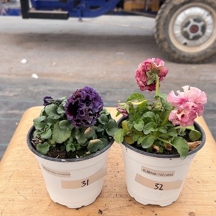 红陶抖音直播闪拍31-32