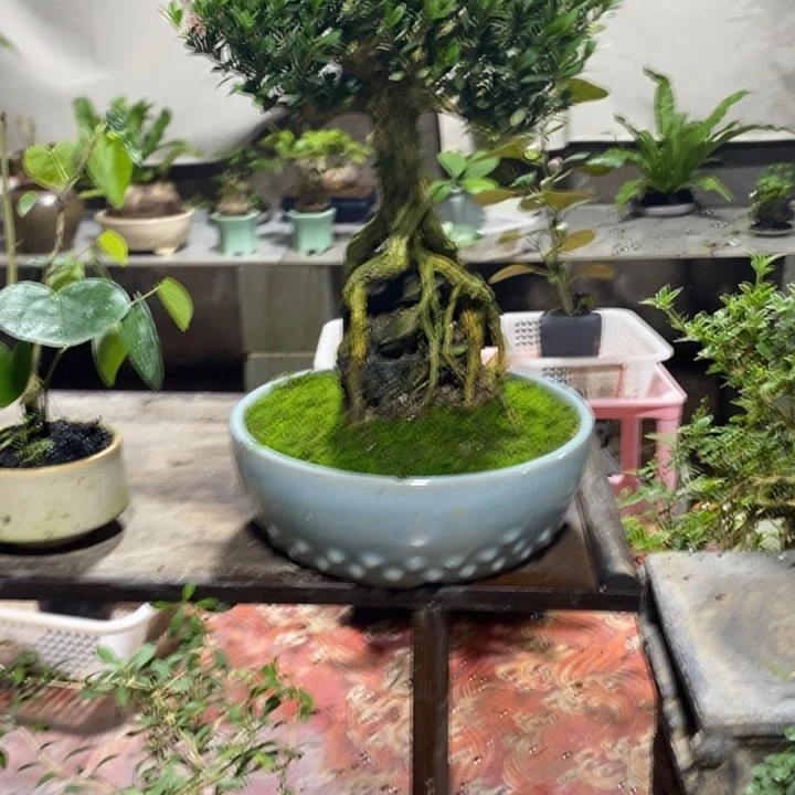 星****无花朵一物一拍13