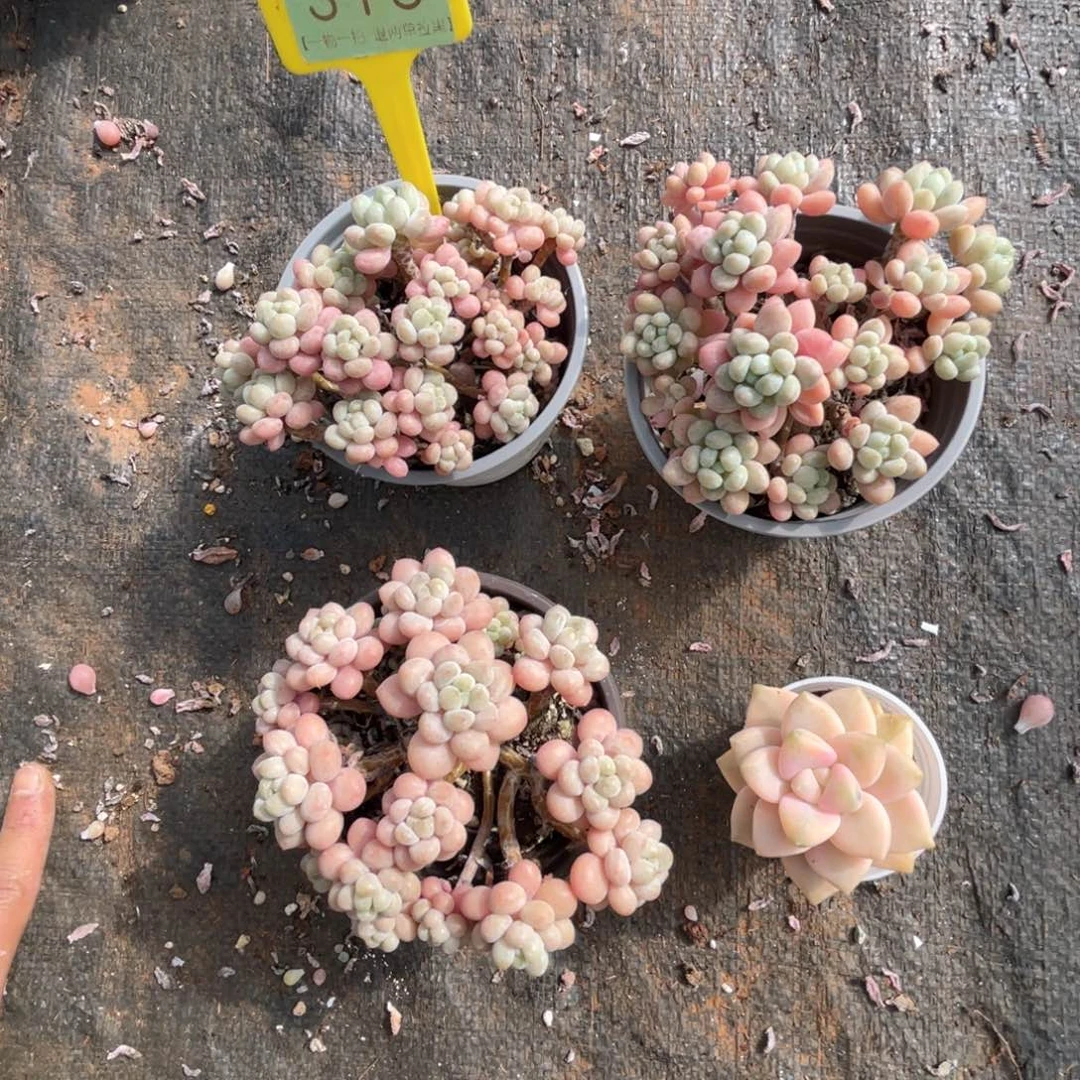 云尘多肉一物一拍315不包整散，