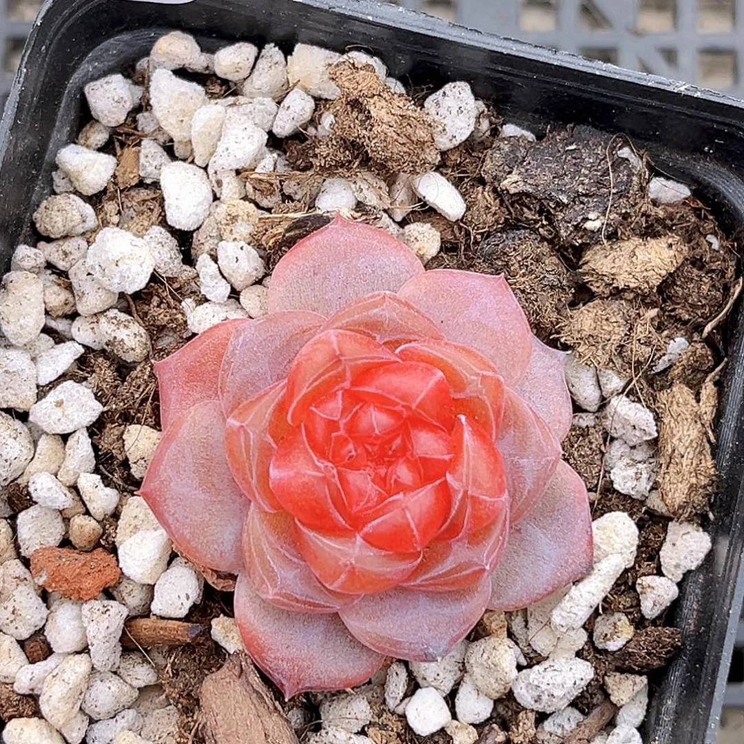 573  天使灵姬珍妮多肉