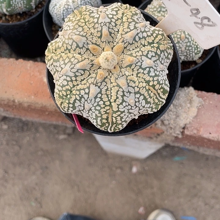 海星v兜瑕疵特价款