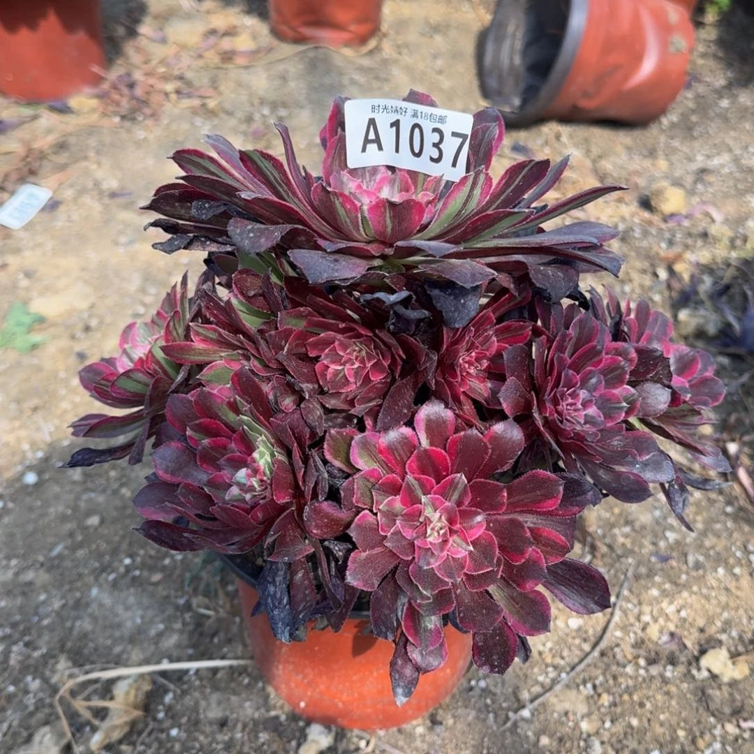1037同花顺多肉植物