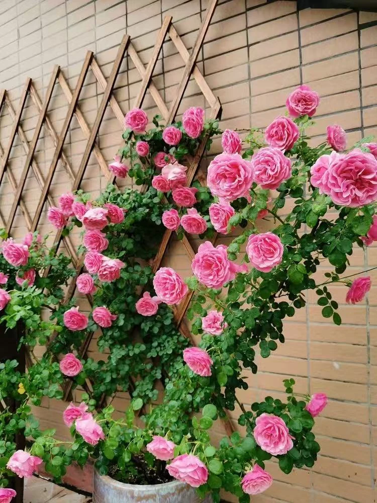 四季红木香开花室外母本三米大苗庭院一物一拍