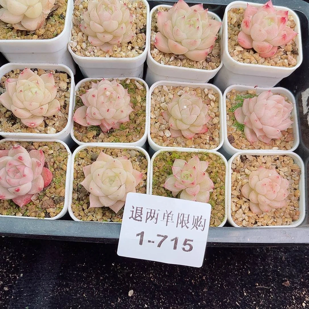 1-715 新疆西藏内蒙不发零度以下拍保温箱不拍不包损