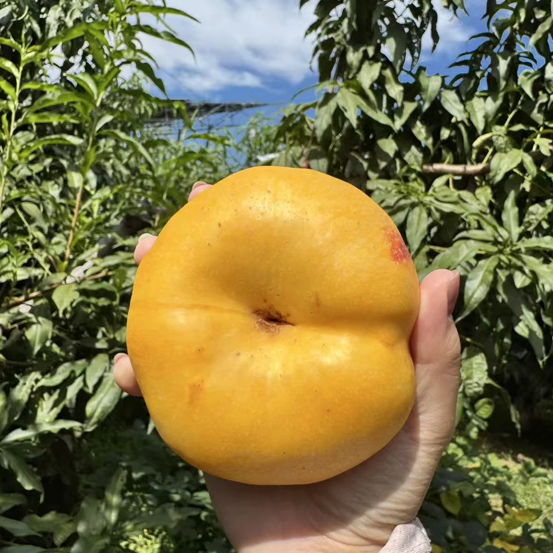 油蟠桃东北辽宁无毛油蟠桃脆甜应季多汁现摘现发水果