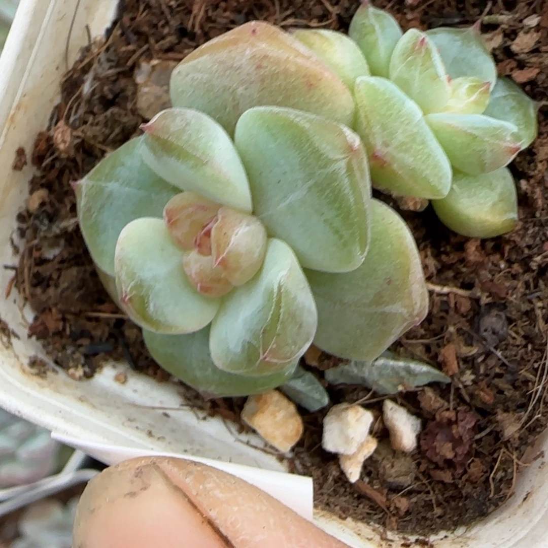 小卡拉米糖心一物一拍