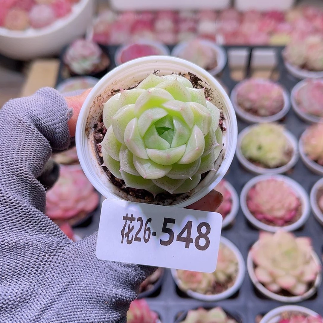 花26-548麦秆单头