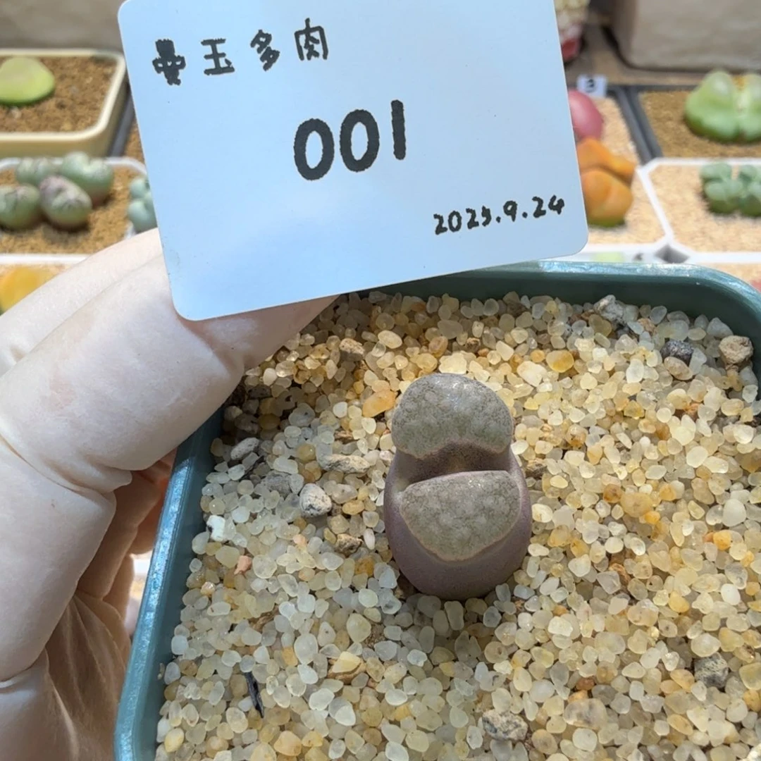 多肉多肉多肉9.24-001