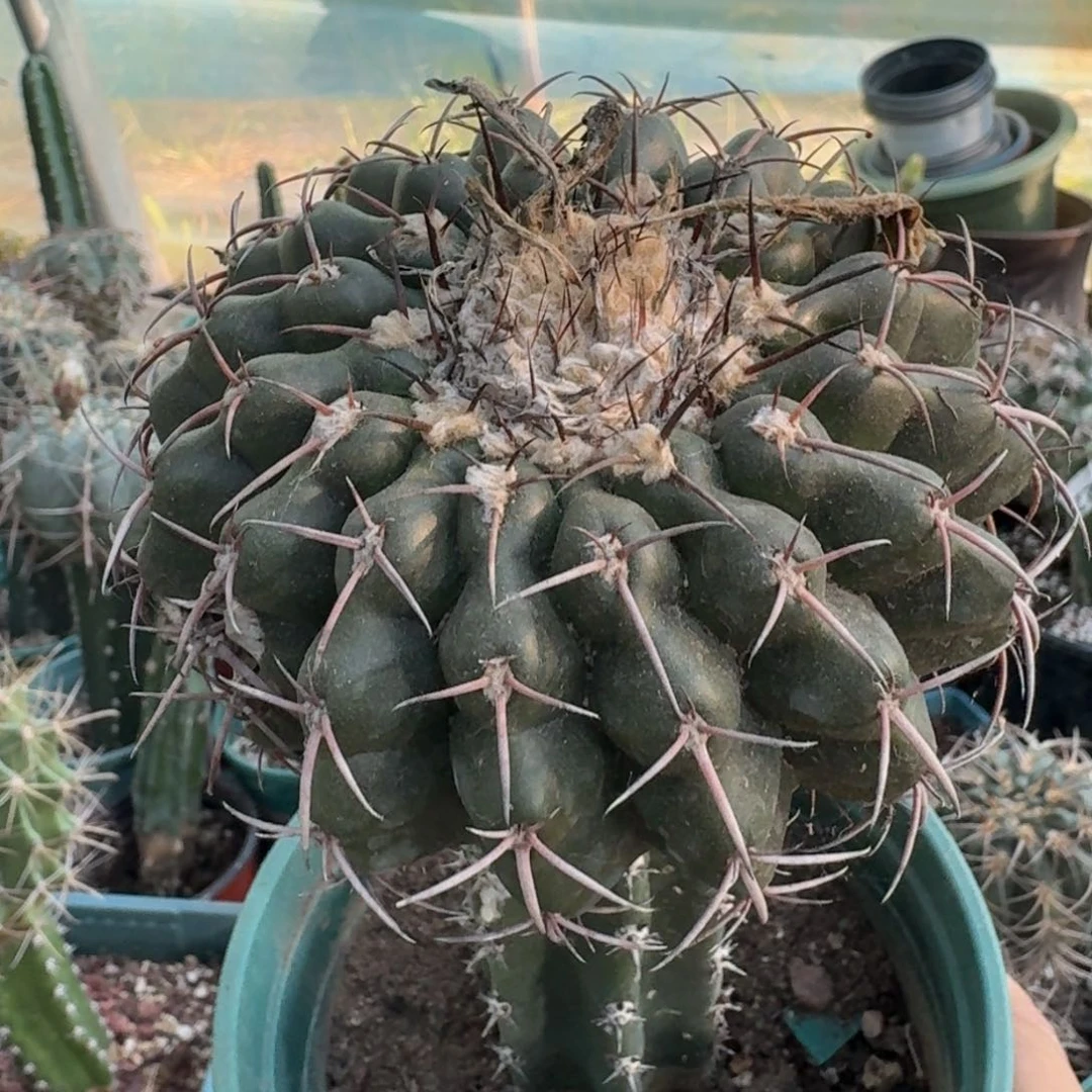 【闪购商品】无花朵清货圆盘玉十公分