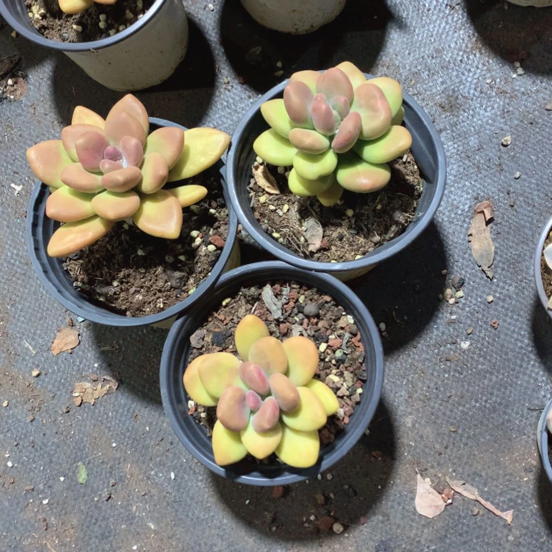 多肉植物多肉植物