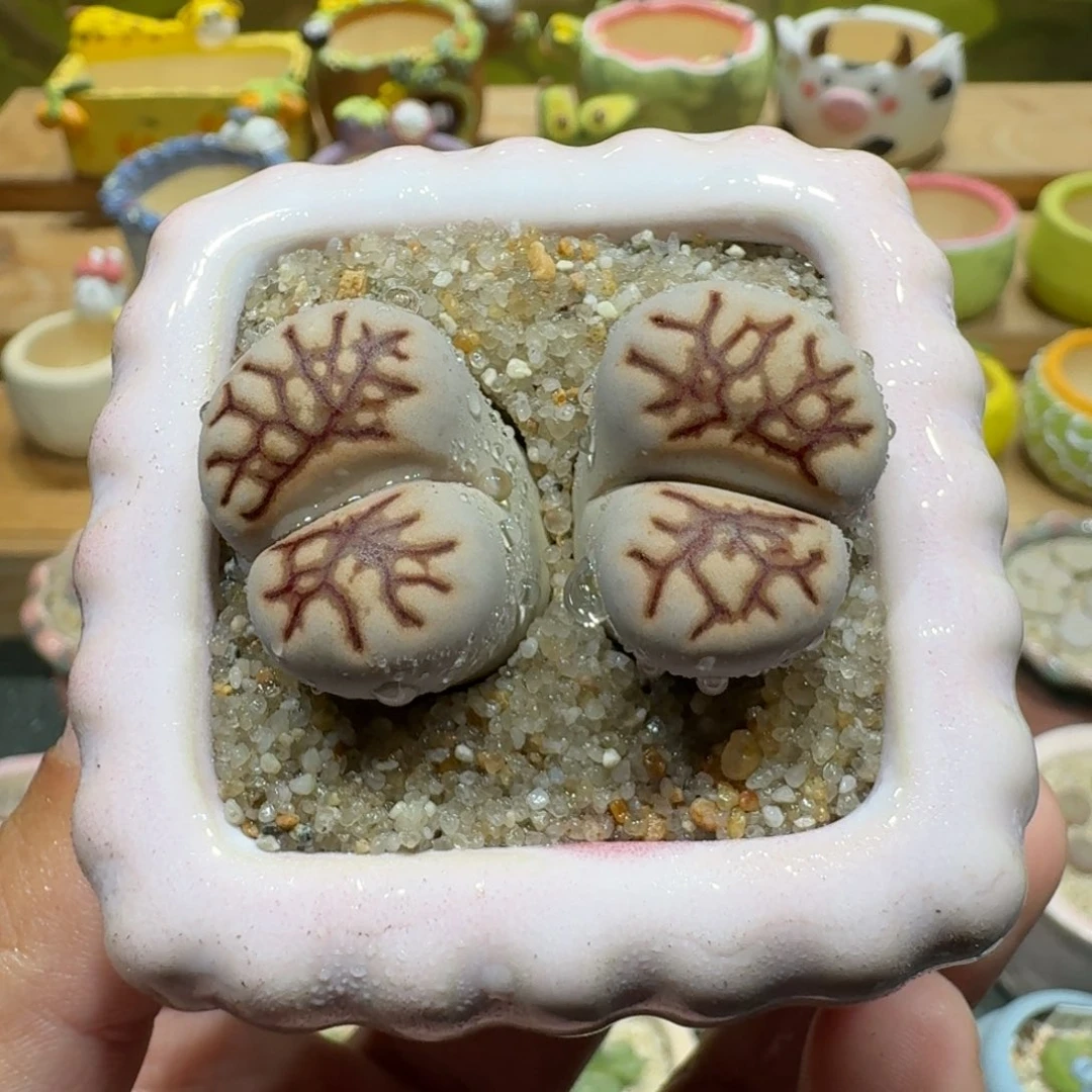 蘑菇1115菊化石多肉植物