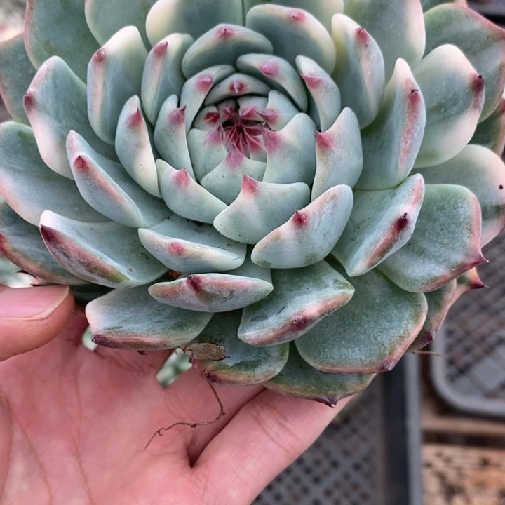 吉娃娃锦多肉植物A2103