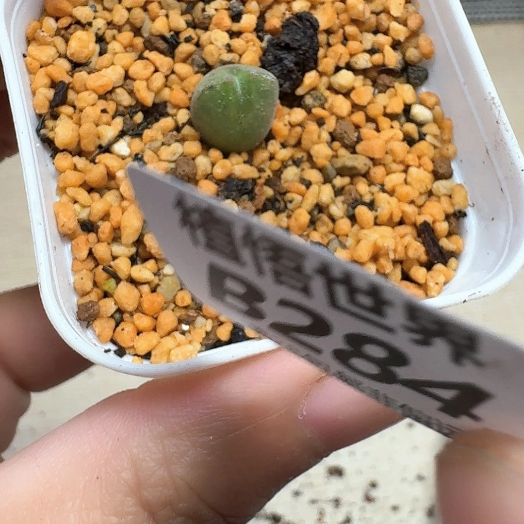 多肉植物的润泽fgh