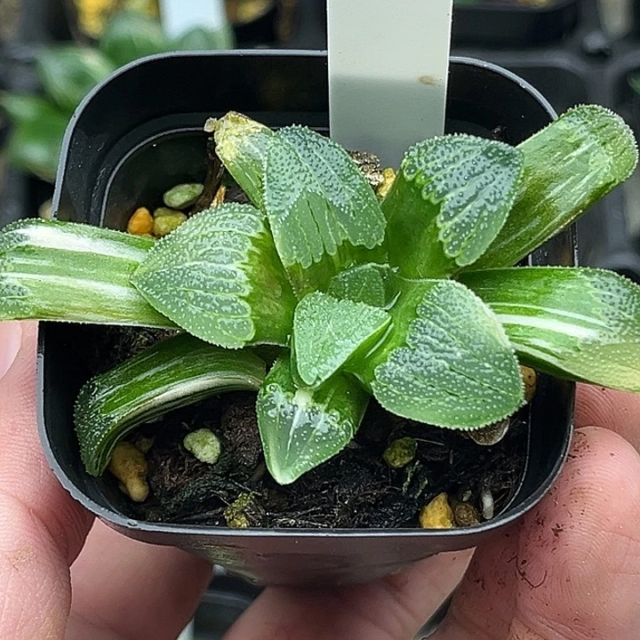 39丸叶柳叶蓝光磨面寿锦