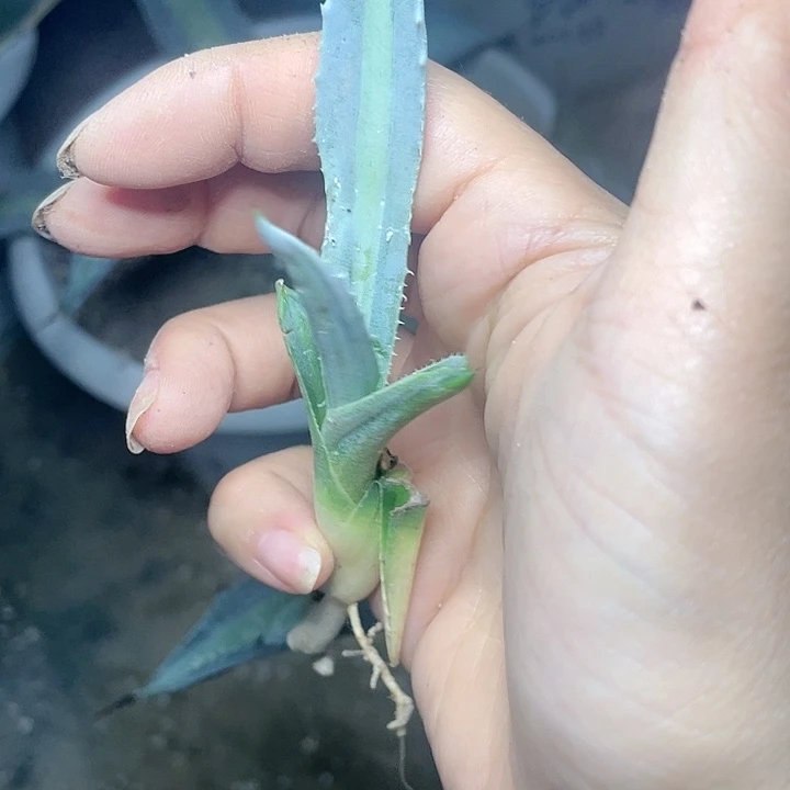 美国龙柠檬中斑锦测芽