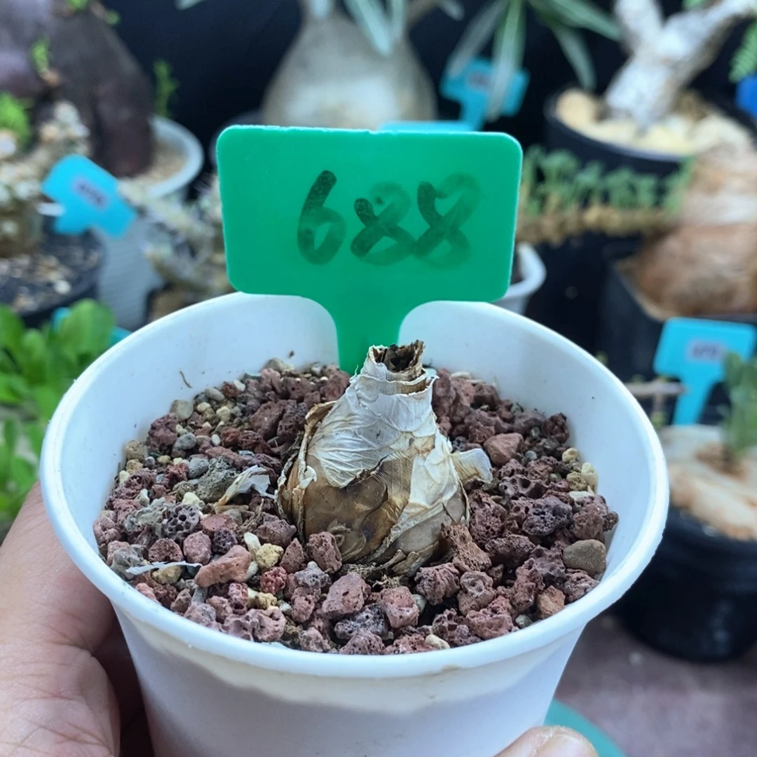 啵叶雪莲多肉植物