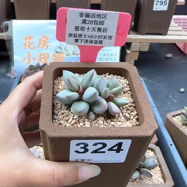 324白糖豆多肉植物