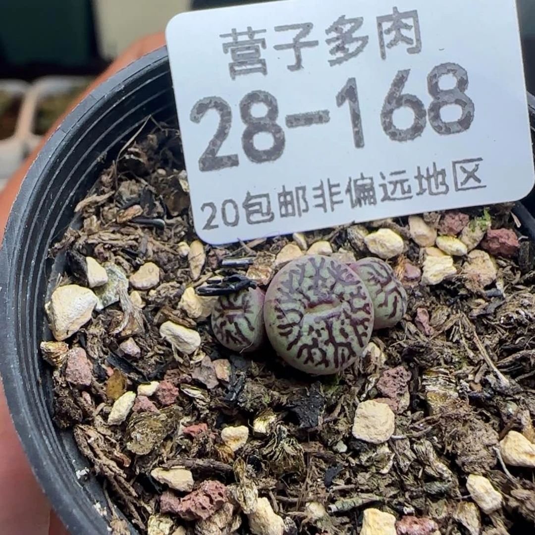 墨3头带盆土发货。