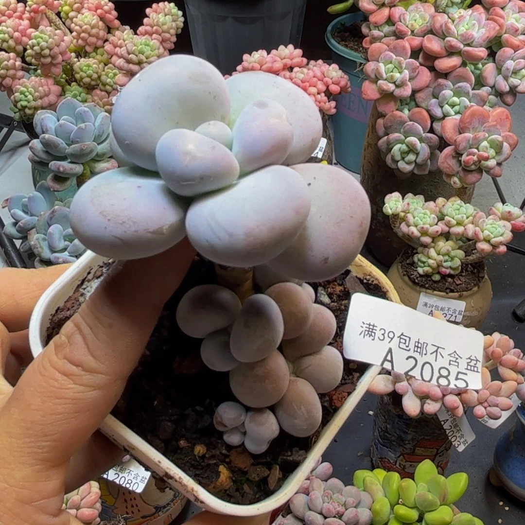 芭比奶酪2085/5cm多肉