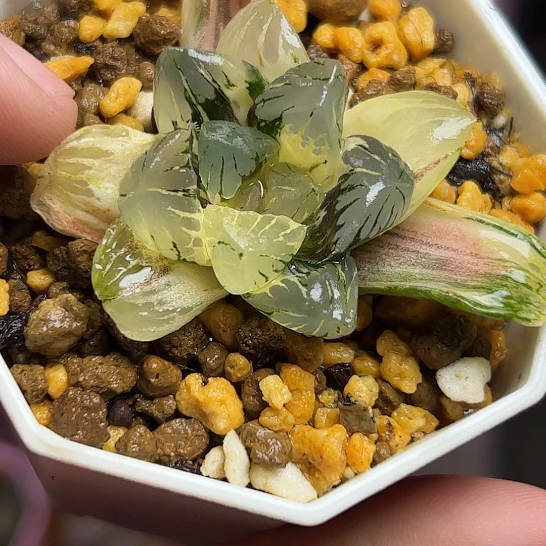 黑水晶锦十二卷十二卷