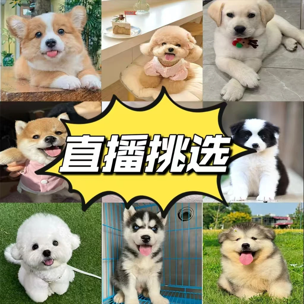 全品类狗狗宠物活体出售泰迪比熊哈士奇金毛拉布拉多柴犬活体狗狗
