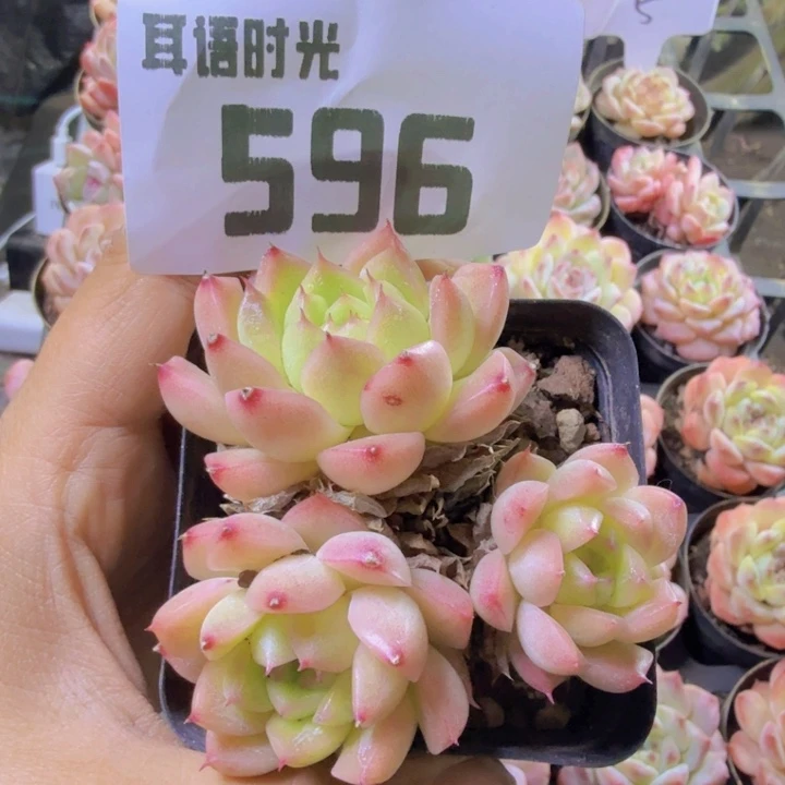 596.qqqwwwwwweee