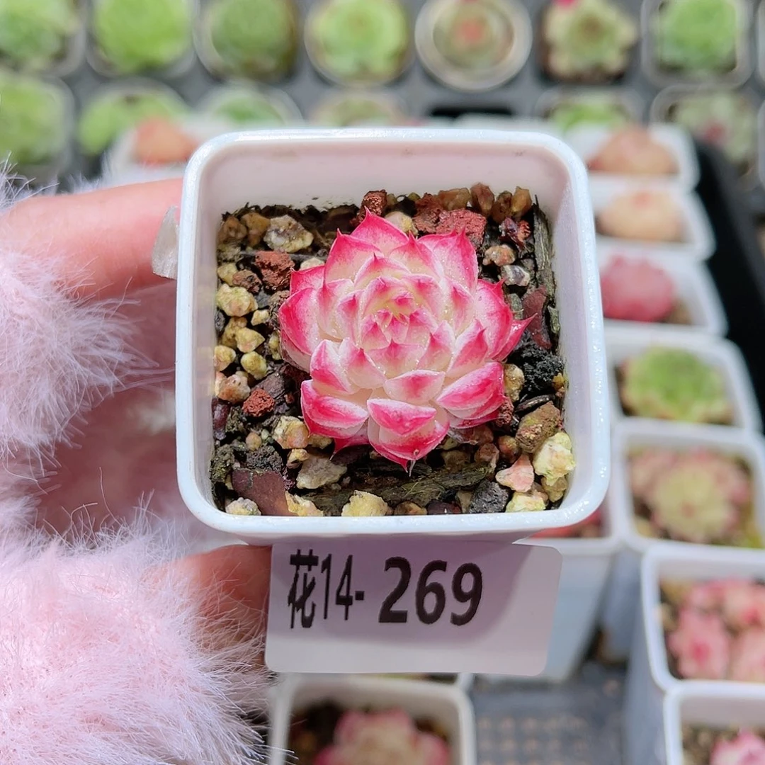 花利美14-269美瞳