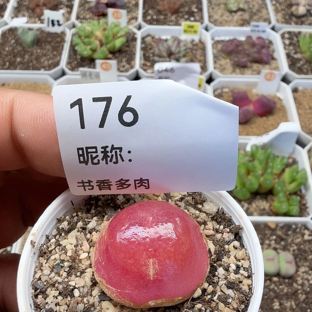 多肉植物多肉植物多肉植物