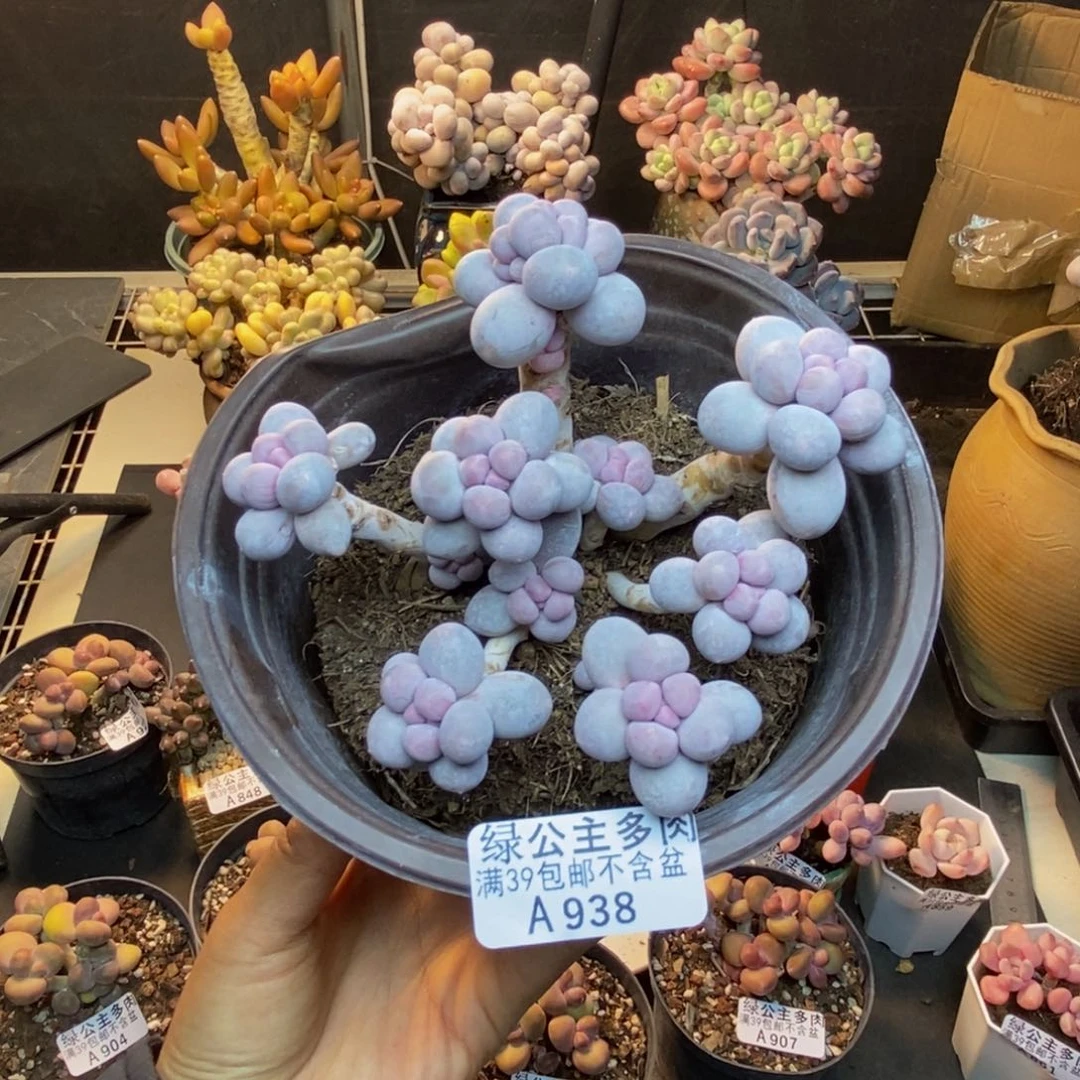 938香水手指奶多肉11cm