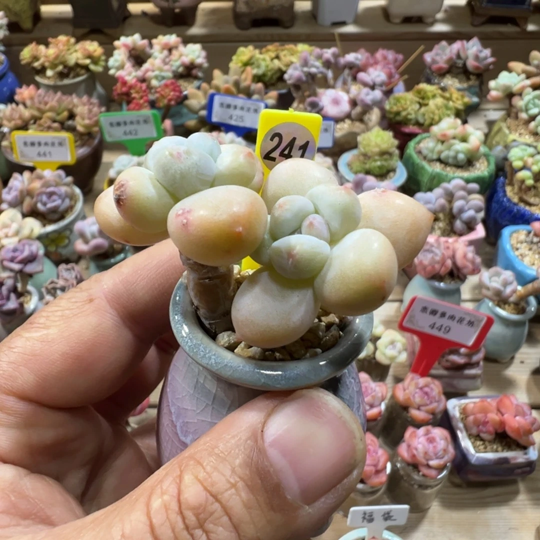 241香水老桩无砍带盆土发