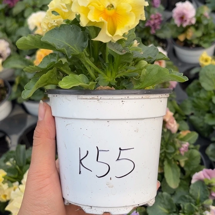 大部分花苞少量开放K55
