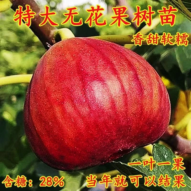 波姬红无花果树苗庭院阳台盆栽地栽当年结果南北方种植