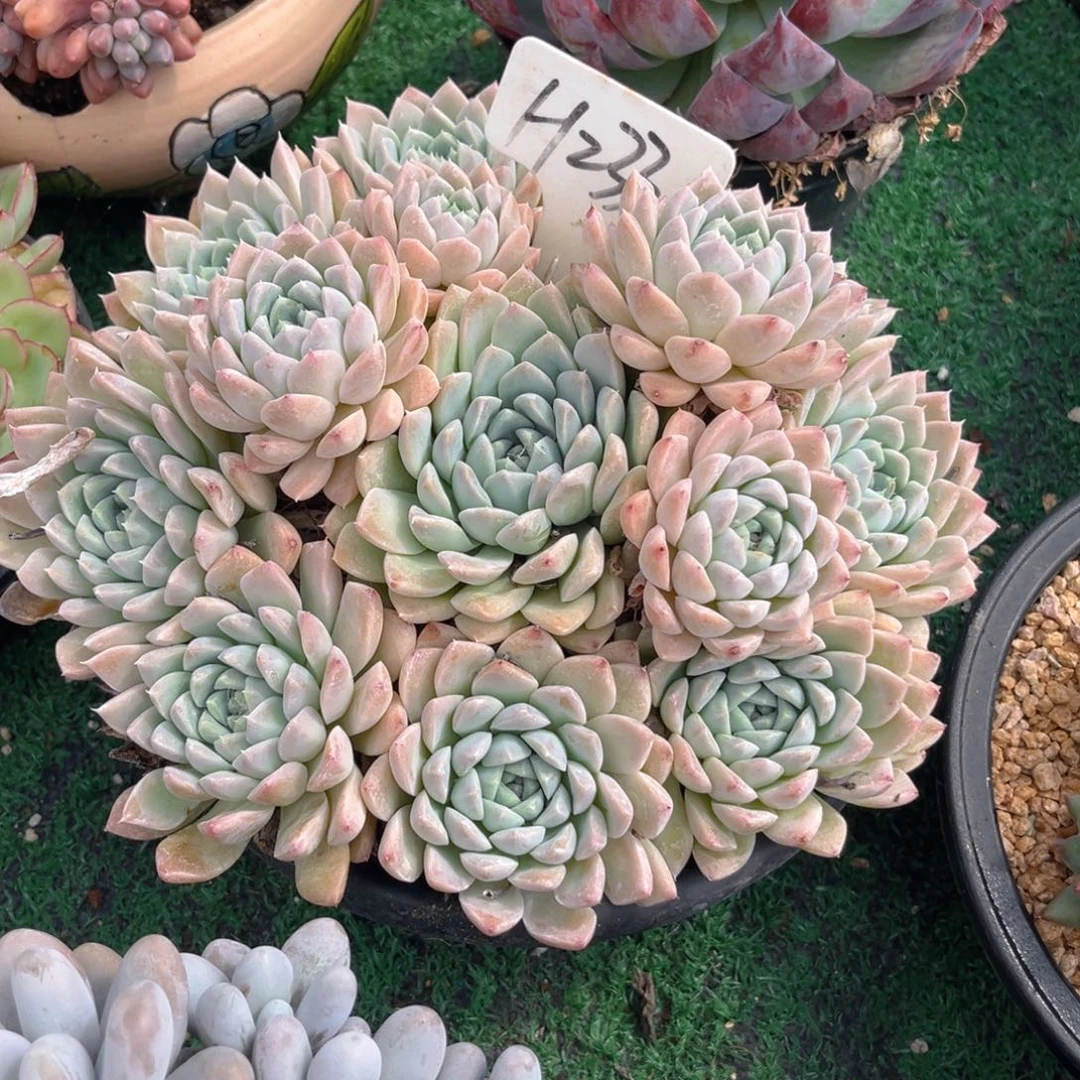 蘭***233fghjjjjjjjjjjjjjjj