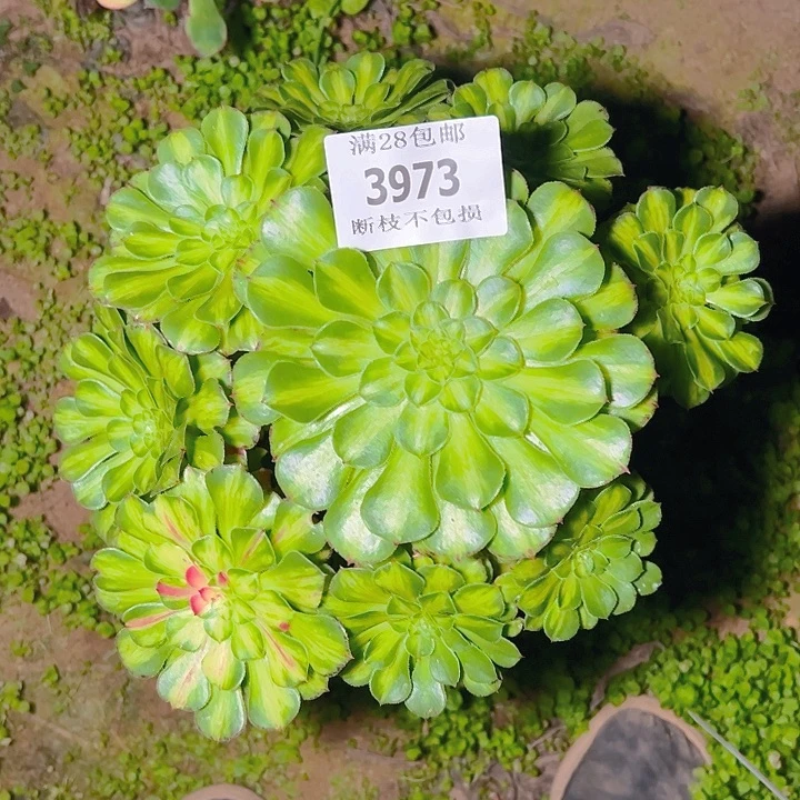 3973无根知否多肉植物