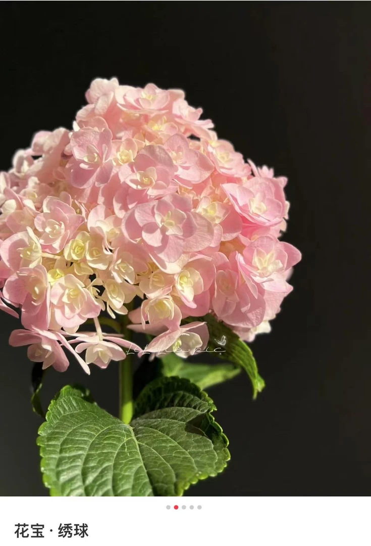 妖精之瞳2加仑 品种绣球