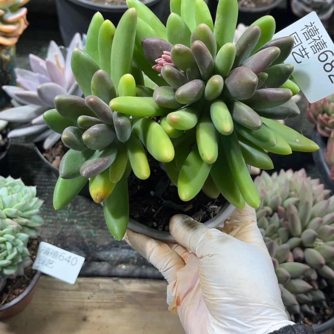 682不知名美人雾霾